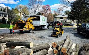 How Our Tree Care Process Works  in  Center Moriches, NY