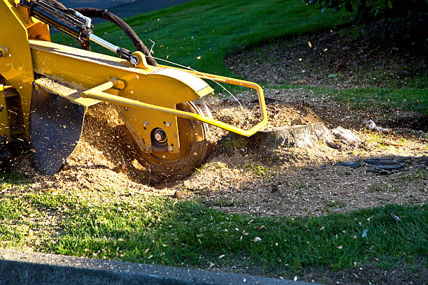 How Our Tree Care Process Works  in  Center Moriches, NY
